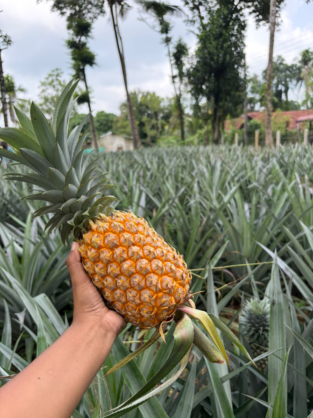 Freshro plantation, Nittambuwa
