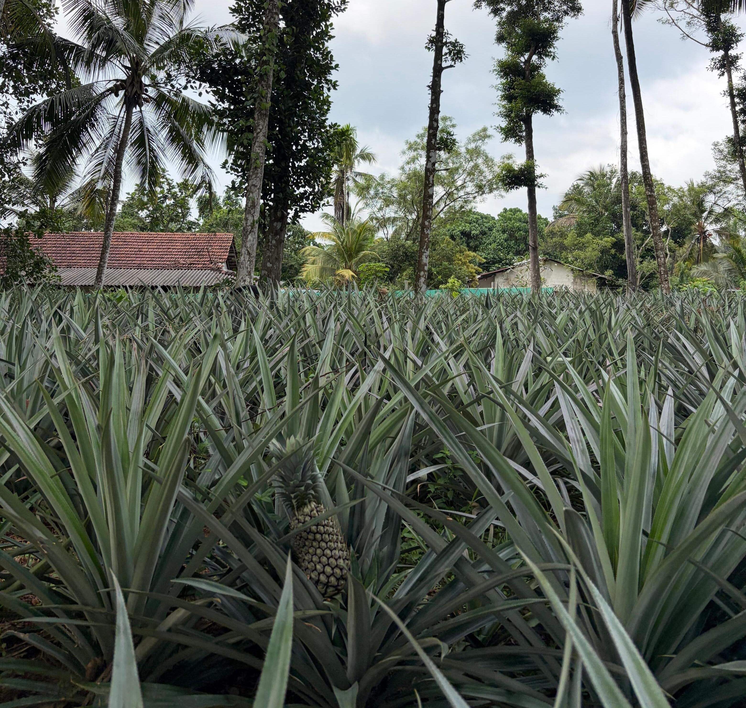 Freshro land, Nittambuwa